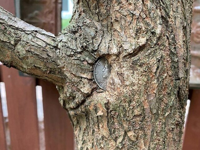 4. Ovo stablo pak "jede" novčić...