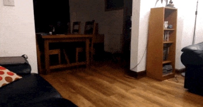 Morate vidjeti kako ovaj pas poput manekenke ponosno nosi svoj ovratnik