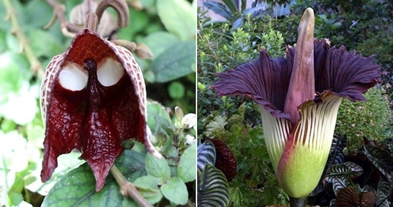 Biljke koje izgledaju kao da su došle s nekog drugog planeta