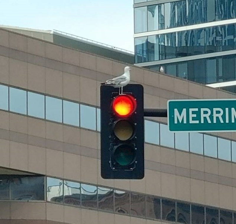 5. Na semafor se udobno smjestio jedan galeb