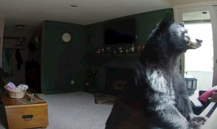 VIDEO Medvjed provalio u kuću i "zasvirao" na klaviru