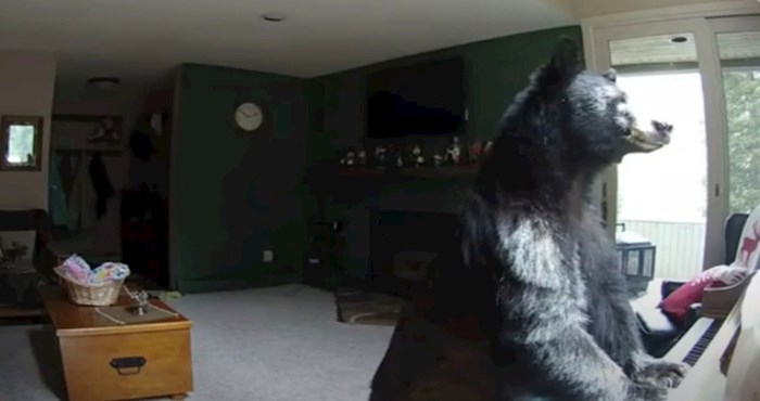 VIDEO Medvjed provalio u kuću i "zasvirao" na klaviru