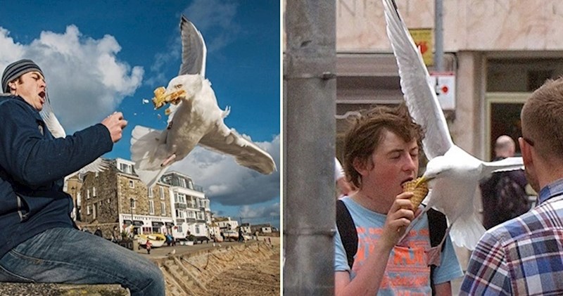 Urnebesne fotke proždrljivih galebova kojima je glavna misija ukrasti hranu