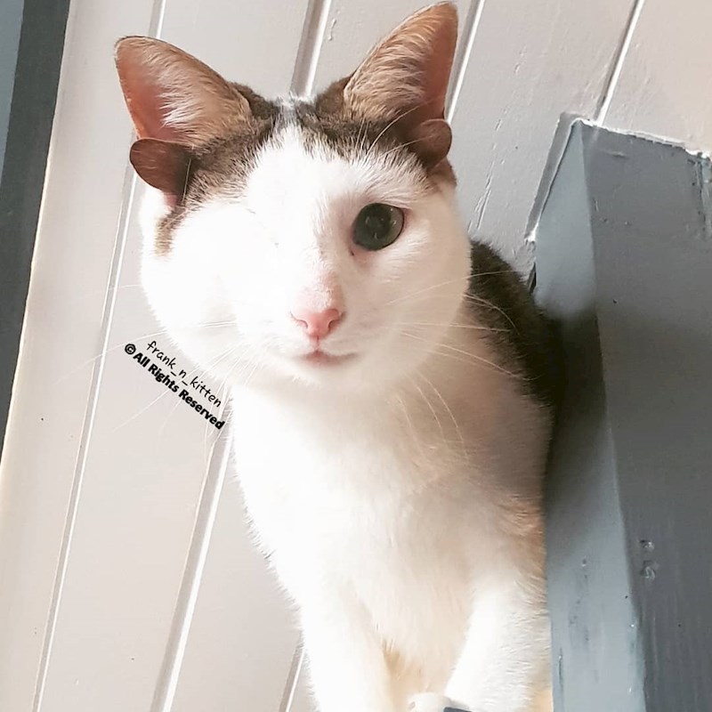 "Preslatka maca bez oka."