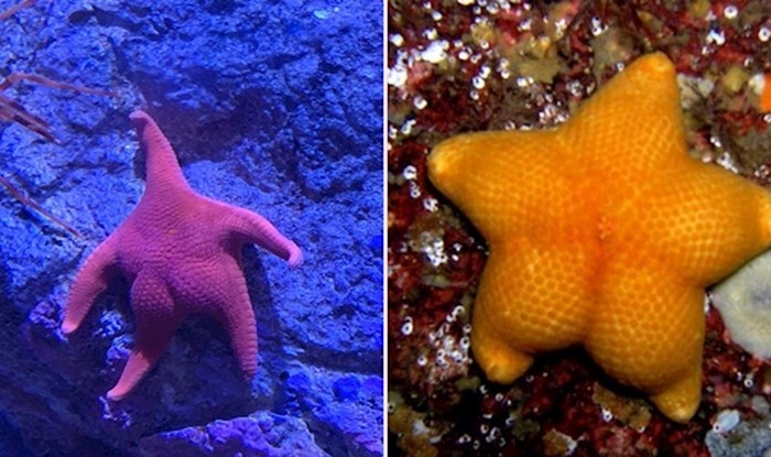 Netko na internetu primijetio je da morske zvijezde imaju preslatke guze, imamo i dokaze