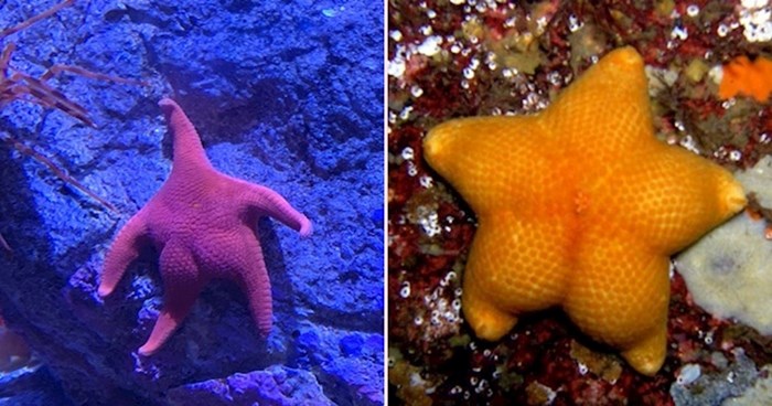 Netko na internetu primijetio je da morske zvijezde imaju preslatke guze, imamo i dokaze