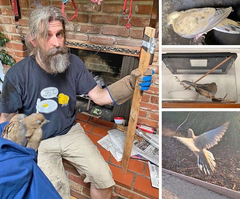 "Ovaj čovjek izvukao je grlicu zatočenu u dimnjaku."