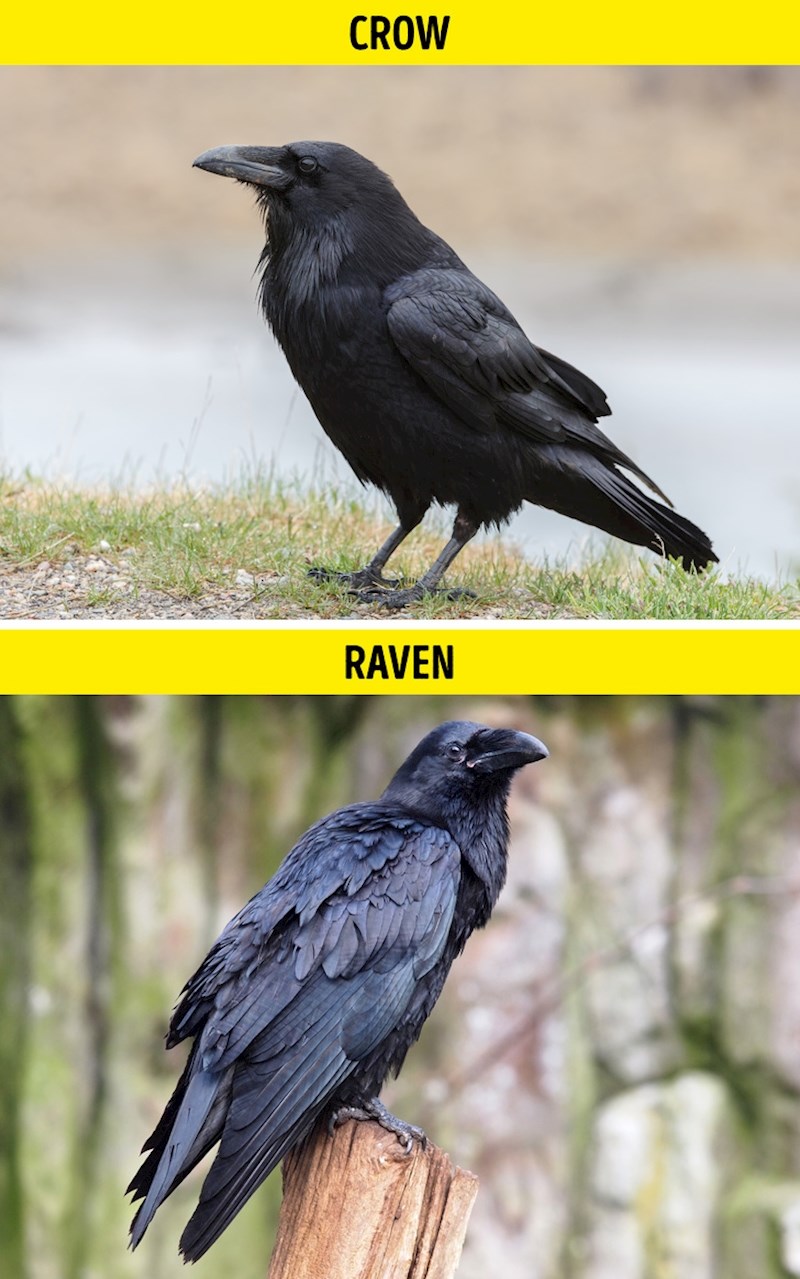 18. Vrana / Gavran
