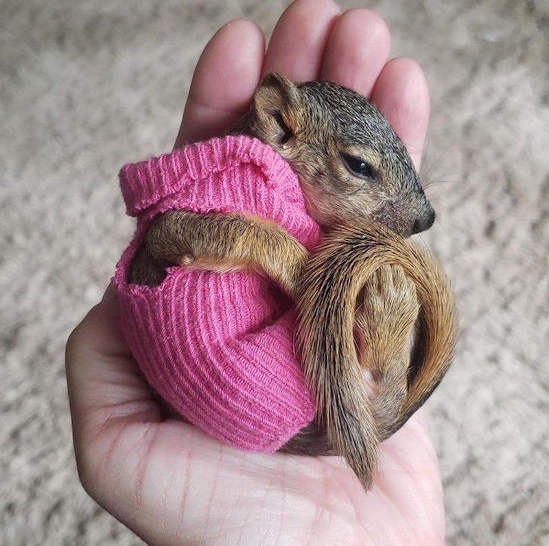 Spašena vjeverica u toploj vestici.