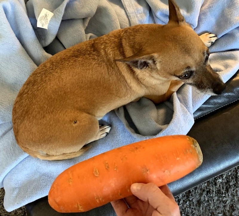 13. Mrkva koja je velika skoro kao ovaj psić