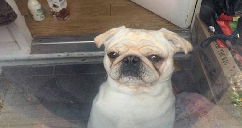 Zahvaljujući odsjaju od stakla ovaj pas ima fotografiju koju će njegovi vlasnici sigurno uokviriti