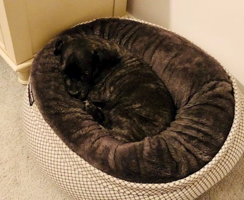 Ovo je pravi majstor kamuflaže.