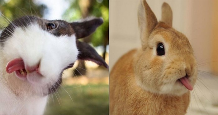 Preslatke fotke zečeva koji plaze jezik odmah će vas oraspoložiti