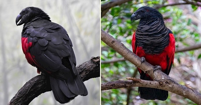 Papige drakule koje izgledaju kao iz gotičkih horor filmova
