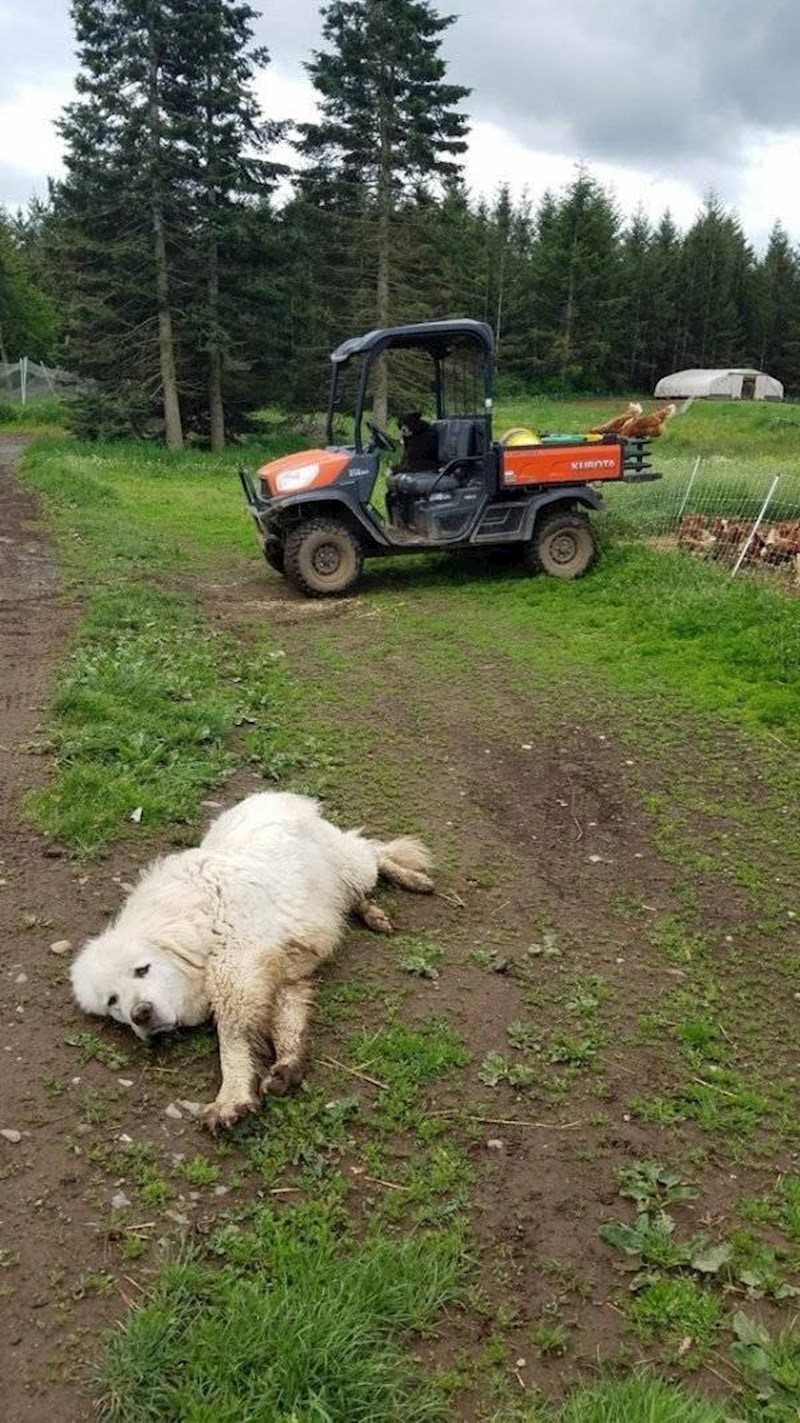 U pauzi od čuvanja, malo valjanja u blatu.