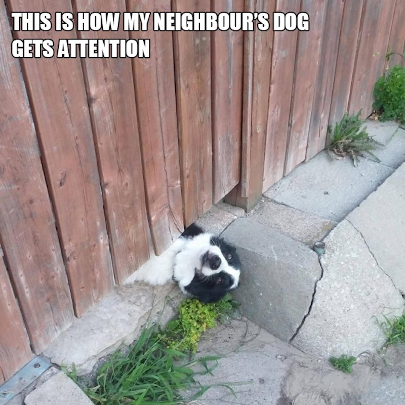 10. Ovako pas mojeg susjeda skreće pozornost na sebe...