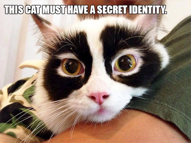 12. Maca koja sto posto ima tajni identitet