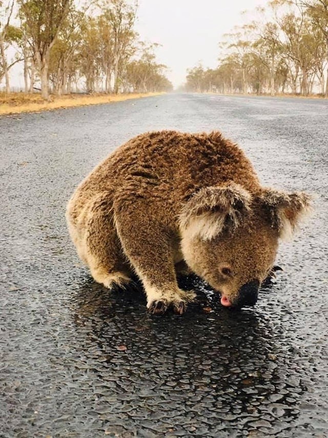 Koala pije vodu iz lokve nakon požara u Australiji.