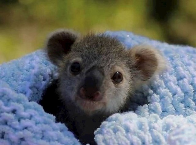 11. Veliki broj koala izgubio je život, ali spasilačke akcije daju sve od sebe kako bi spasile ovu vrstu.