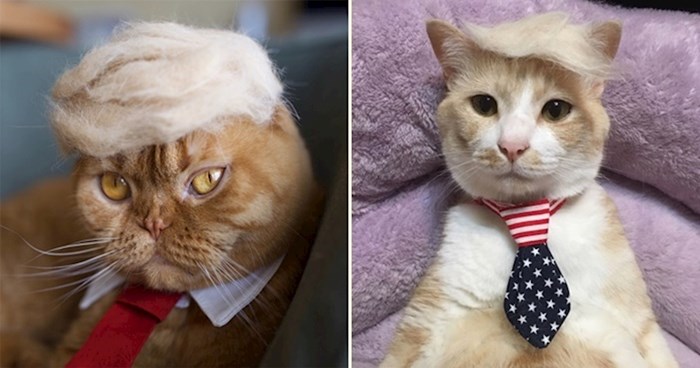 Vlasnici mačaka masovno pretvaraju svoje ljubimce u Trumpove dvojnike