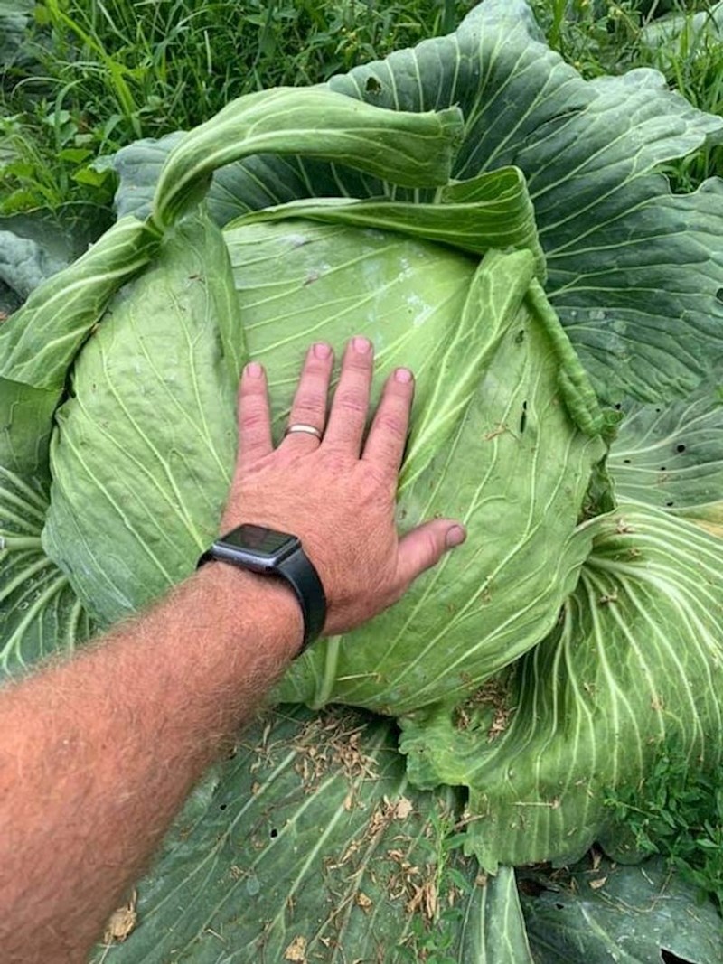 9. Nevjerojatno velik kupus