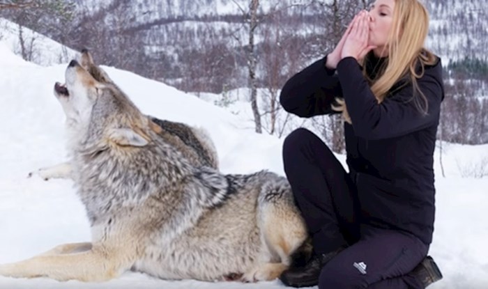 VIDEO Žena se infiltrirala u čopor vukova kako bi pokazala da su to nježna bića puna ljubavi