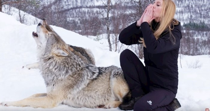 VIDEO Žena se infiltrirala u čopor vukova kako bi pokazala da su to nježna bića puna ljubavi