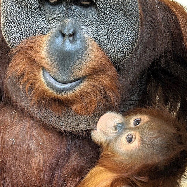 Na iznenađenje svih timaritelja, brigu o orangutanici Cerah preuzeo je njezin otac Berani.