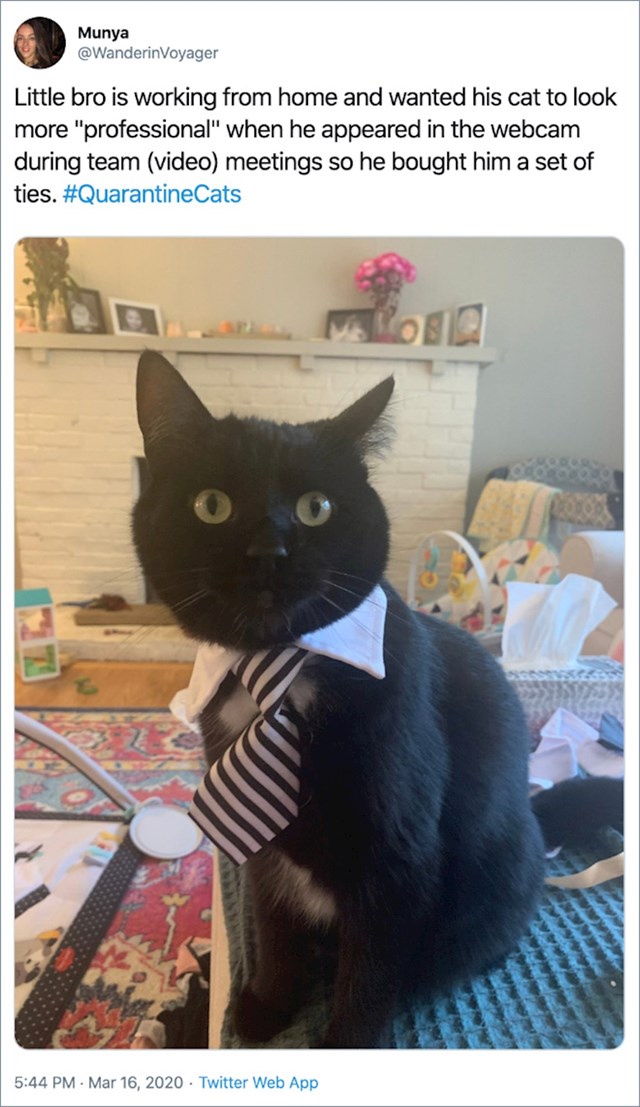1. Moj mlađi brat radi od kuće i htio je da njegov mačak izgleda profesionalnije kad se pojavi na video sastanku, pa mu je kupio set kravata.