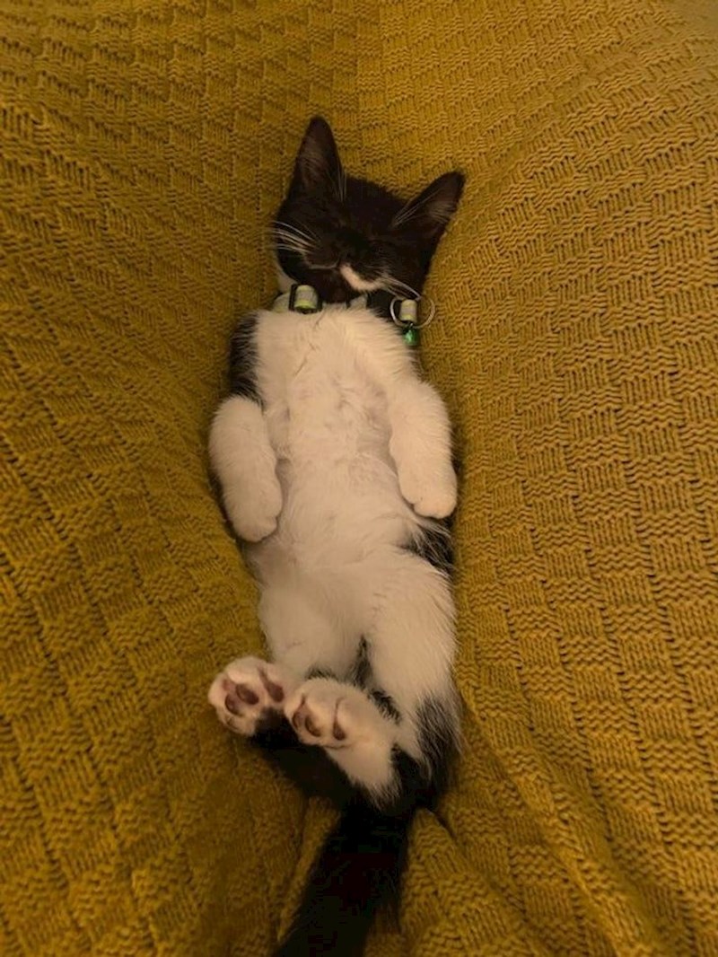 14. Ima brkove i izgleda kao da se zadovoljno smješka!