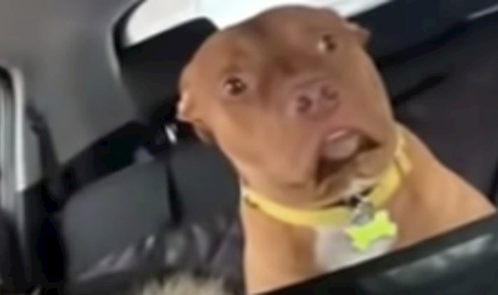 Kamera je ulovila presmiješan trenutak u kojem je pas shvatio da ne ide u park nego kod veterinara