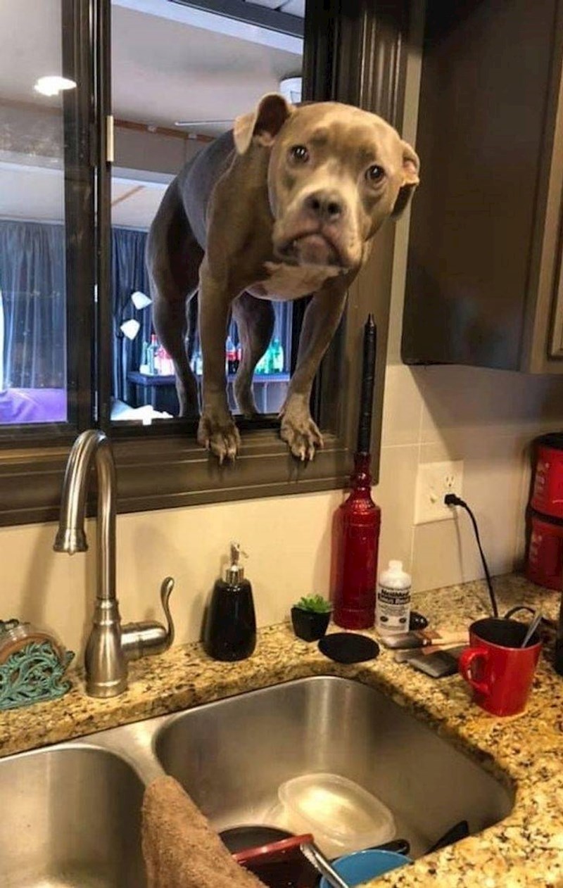 2. Nije očekivao da će vlasnik nešto zaboraviti i brzo se vratiti u stan...