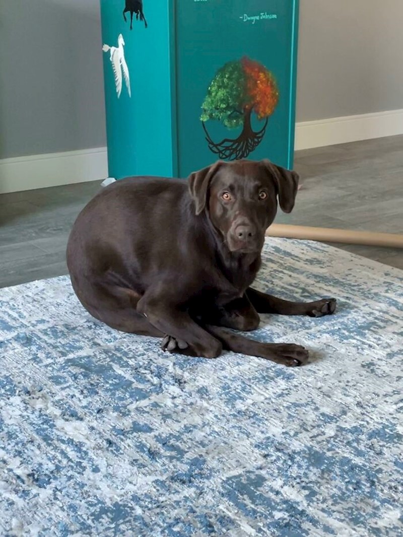 24. "Mislim da se moj pas pokvario."