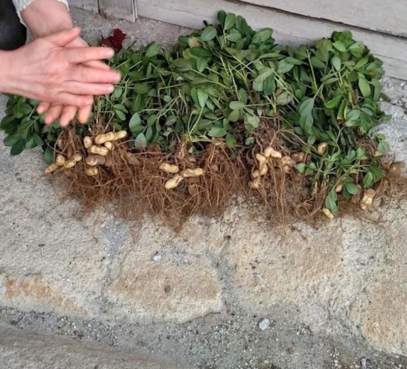 7. Ovako raste kikiriki