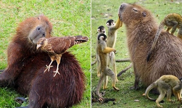 20 fotki koje dokazuju da su kapibare životinje koje se mogu sprijateljiti sa svima