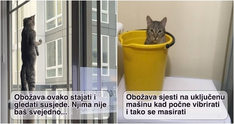 15 urnebesnih fotki koje dokazuju da je život s mačkom komedija bez prestanka