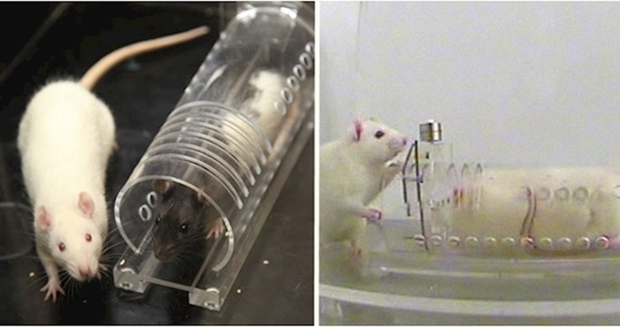 VIDEO Eskperiment koji ruši sve predrasude o štakorima