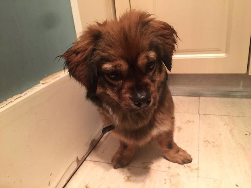 15. Žena iz Kine sakrila je u svojem malenom stanu 65 kućnih ljubimaca koji bi bili ubijeni nakon što je njihovim vlasnicima dijagnosticiran Covid19