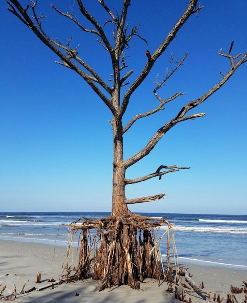 11. Stablo koje je uragan skoro isčupao, ali se ne da