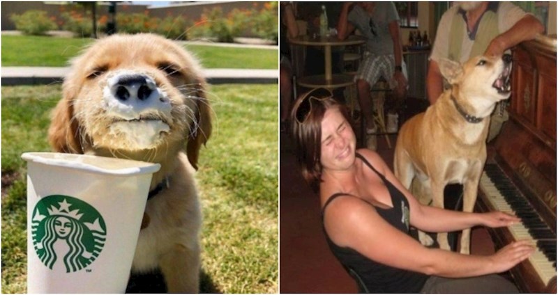 19 zabavnih fotki životinja od kojih će vam odmah biti toplije oko srca