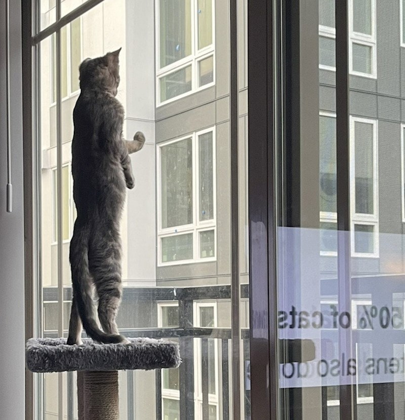 10. Obožava ovako stajati i gledati susjede. Oni nisu baš oduševljeni...