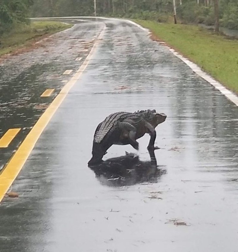 "Na putu do posla susreo sam  krokodila. Nisam siguran, je li to neki loši znak?"