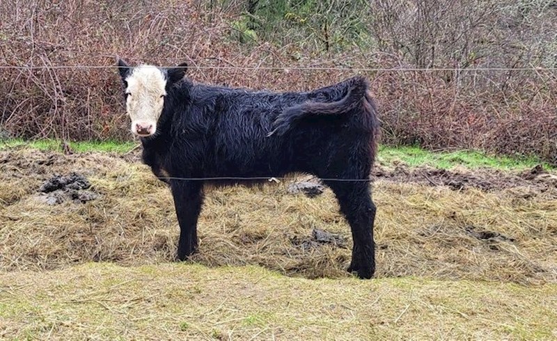 20. Izgleda kao da je uronio glavu u kantu bijele boje.😄