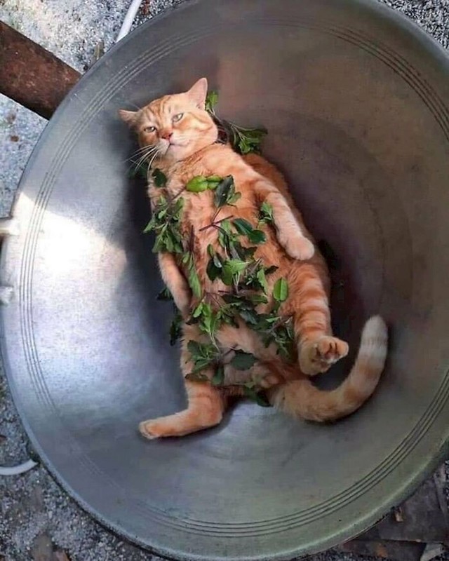 5.