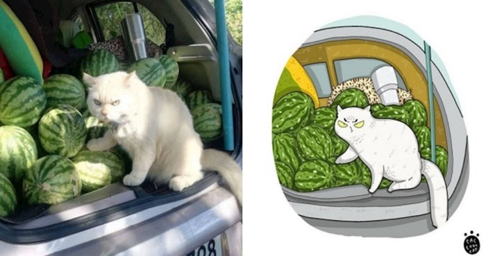 Netko na Instagramu pretvara viralne fotke mačaka u slatke ilustracije; evo najboljih primjera