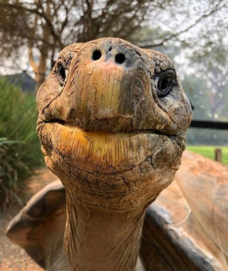 7.Kornjača s Galapagosa izbliza