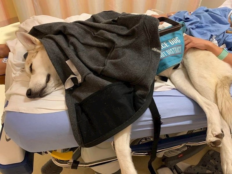 10. Njegova vlasnica morala je prenoćiti u bolnici. Nije se odvojio od nje niti sekunde.