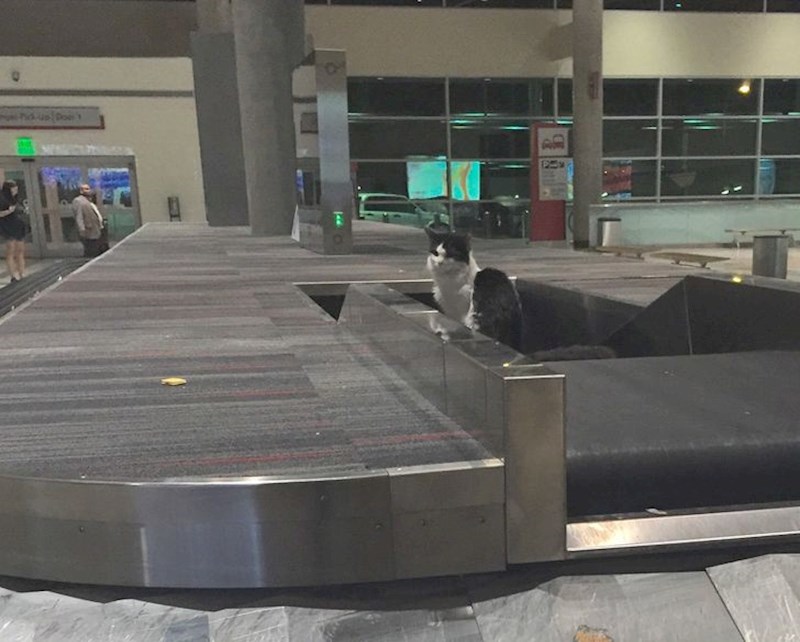 14. "Došao sam po kofer i umjesto njega pronašao mačku."