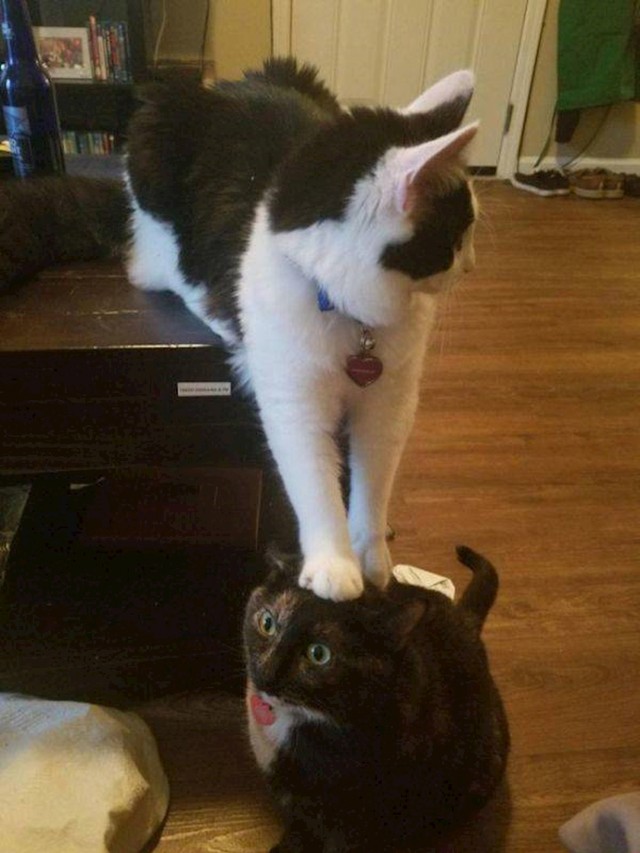 6.