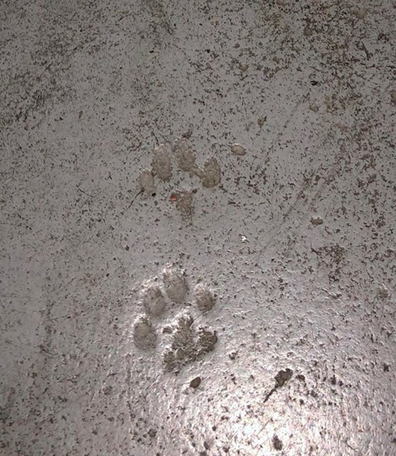 12. Netko je u svom podrumu pronašao tragove šapica u betonu